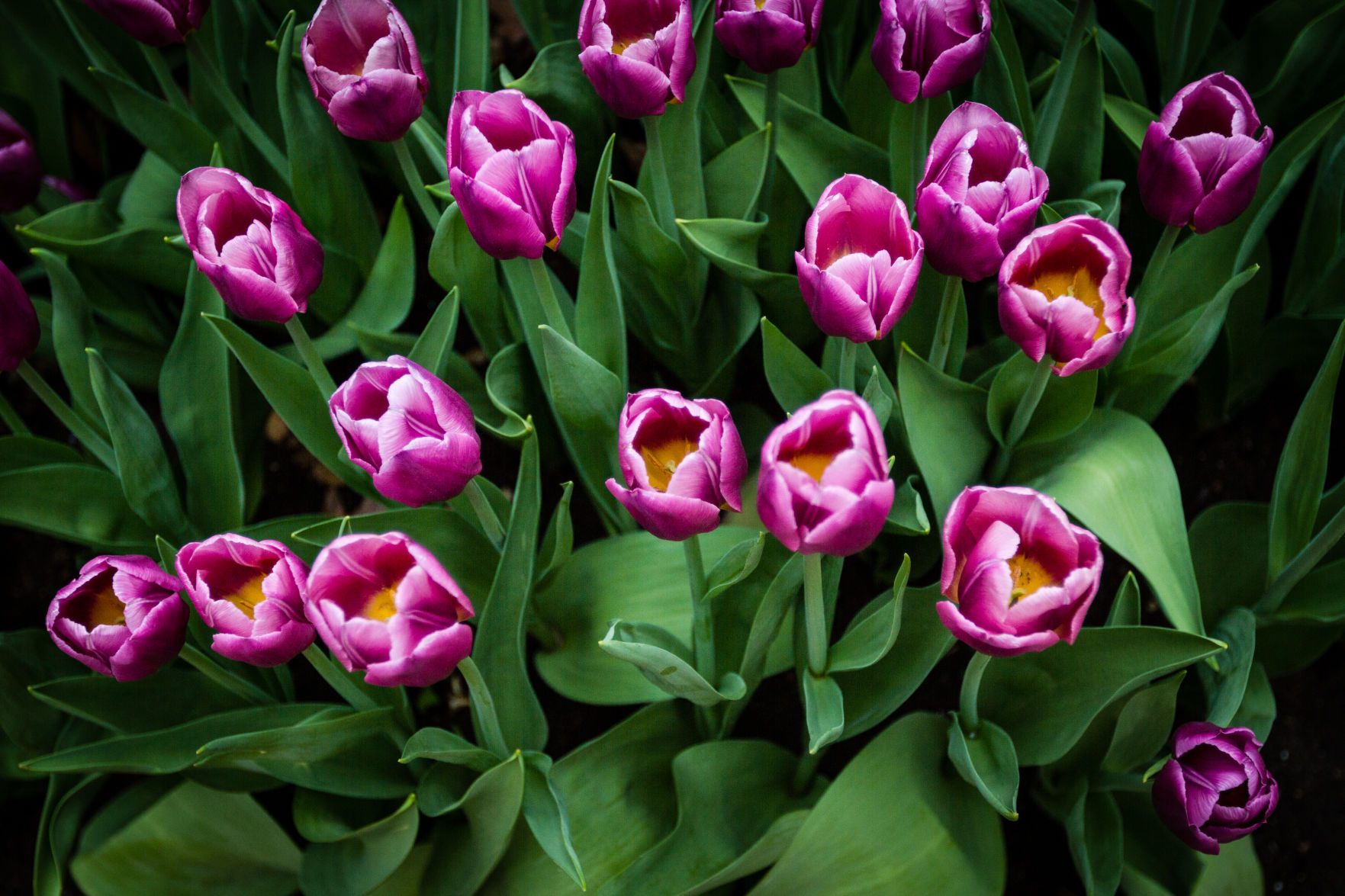 84th ANNUAL TULIP TIME